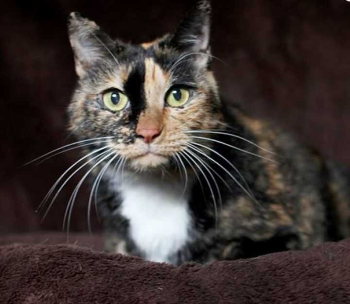 Mama is &quot;Pet of the Week&quot; at the Hi Tor Animal Care Center in Pomona. The 10-year-old calico kitty would do best in a quiet home with mature and calm feline companions.