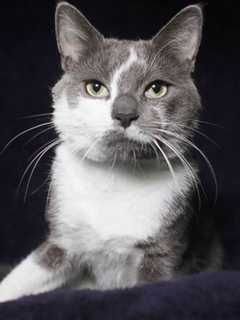 Meet Thomas, Pomona Animal Shelter's Pet of the Week