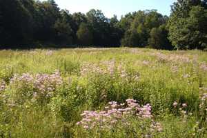 Mianus River Gorge Holding 'Hidden Habitats' Walk