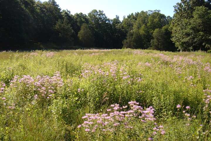 Mianus River Gorge Holding 'Hidden Habitats' Walk