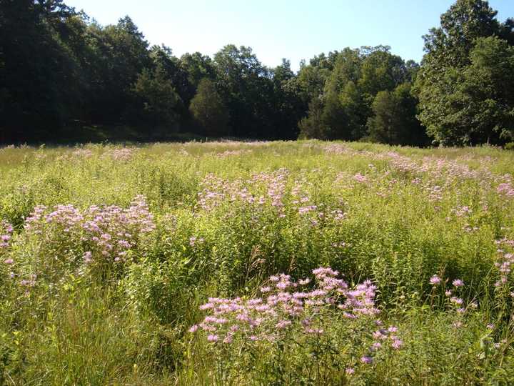 Mianus River Gorge, which is located in Bedford and North Castle, announced that it is holding a walk to sections not normally open to the public.