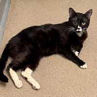 Authorities Rescue Cat Found Abandoned In Cold At Highway Rest Stop In Fairfield County