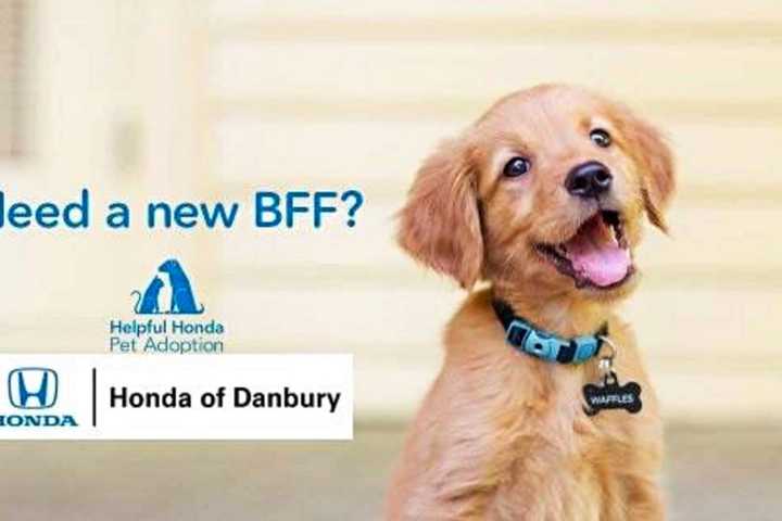 Get A 'Certified, Pre-Owned' Dog At Honda Of Danbury
