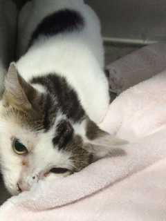 Cats Recused From Deadly Mount Kisco Fire Up For Adoption