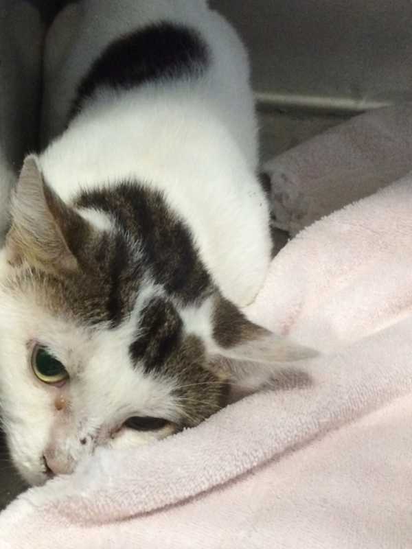 Cats Recused From Deadly Mount Kisco Fire Up For Adoption