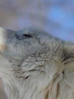Musician To Donate CD's Proceeds To South Salem's Wolf Conservation Center 