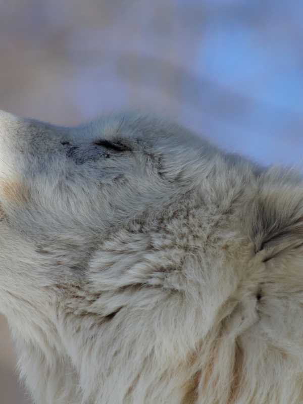 Musician To Donate CD's Proceeds To South Salem's Wolf Conservation Center 