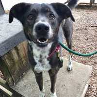 Hufflepuff Is SPCA Pet Of The Week