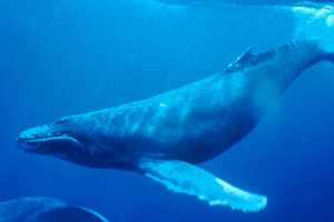 Humpback Whale Spotted Near New Rochelle In Long Island Sound