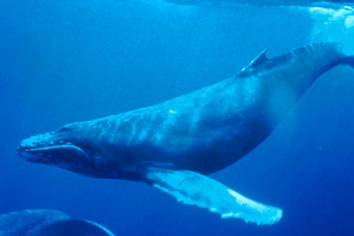 Humpback Whale Spotted Near New Rochelle In Long Island Sound