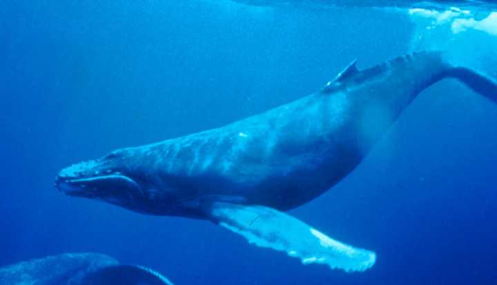 A humpback whale was spotted Thursday in the Long Island Sound off of New Rochelle.