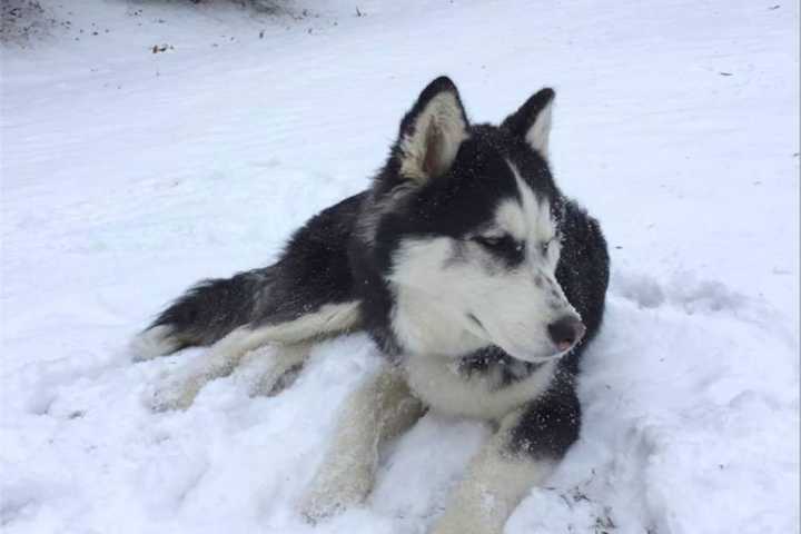 Missing Brewster Dog Reunited With Owners