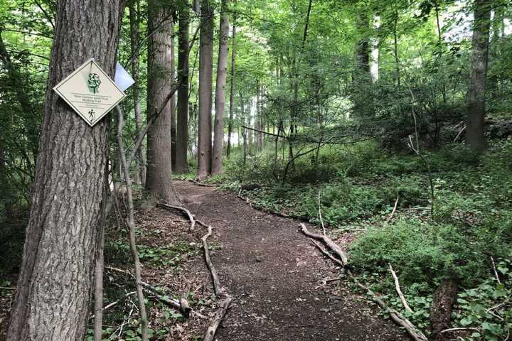 Popular Walking Trail In Fairfield County Reopens After Deer Attacks On People