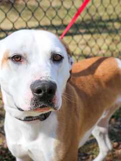 Glen Rock Officials: Keep Dogs On Leashes