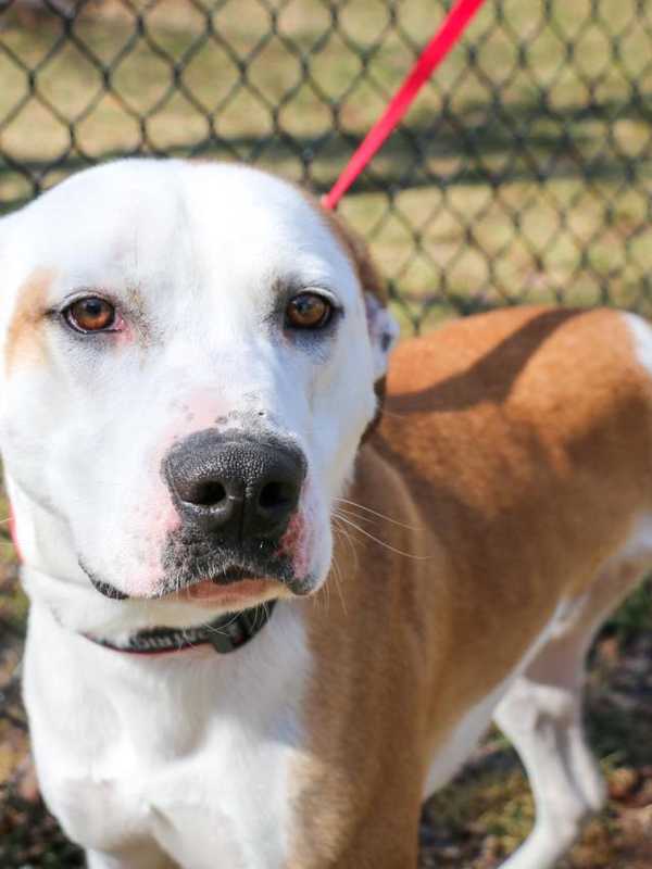 Glen Rock Officials: Keep Dogs On Leashes
