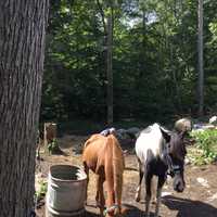Two Putnam Residents Arrested For Animal Cruelty