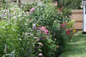 Allendale Nursery Talks Growing Wildlife Garden
