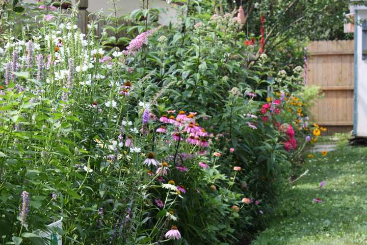 Allendale Nursery Talks Growing Wildlife Garden