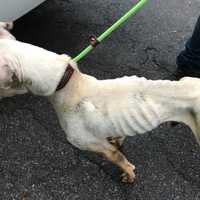 Woman Charged After Nine Starving Animals Rescued From 'Deplorable' Conditions