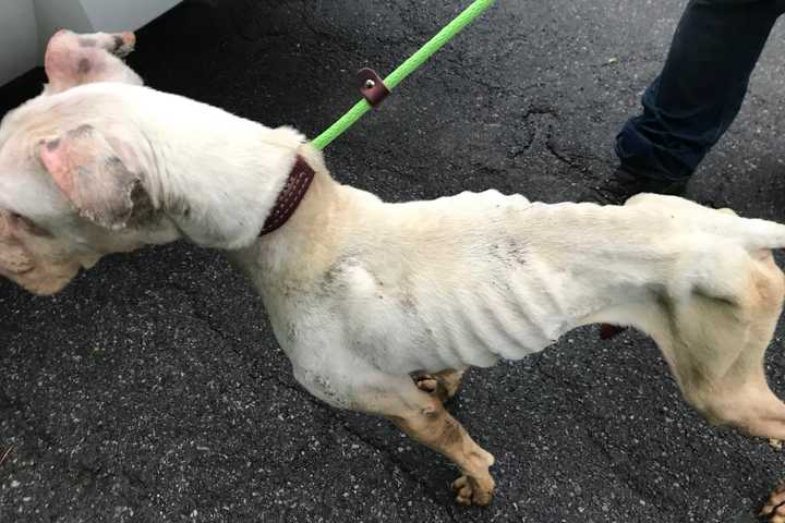 Woman Charged After Nine Starving Animals Rescued From 'Deplorable' Conditions