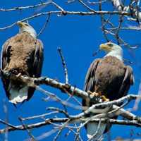 Flying High Now: America's Bird Spotted In Backyard Of Area Home
