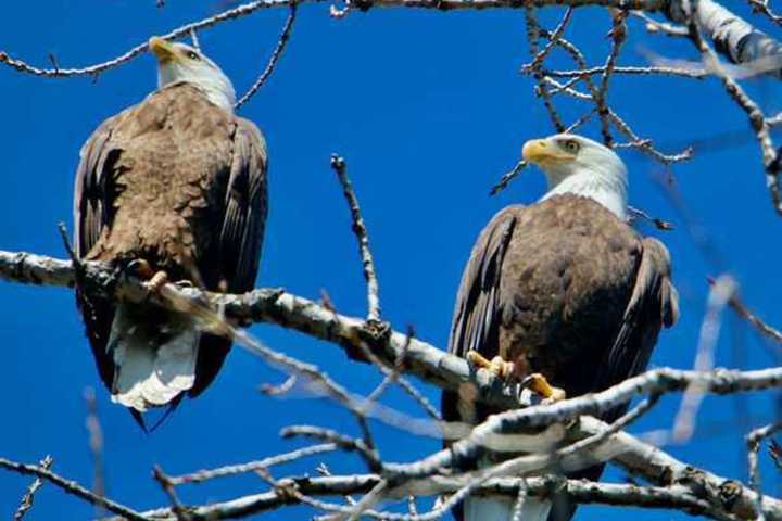Flying High Now: America's Bird Spotted In Backyard Of Area Home