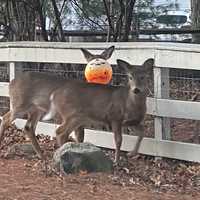Deer With Plastic Pumpkin Stuck To Head Rescued In Upper Saddle River