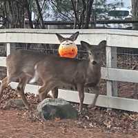 <p>The crippled deer stands behind another in Upper Saddle River.</p>