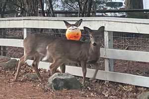 Deer With Pumpkin Stuck To Head Rescued In Bergen County