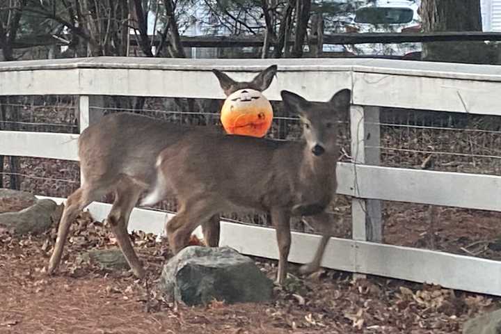 Deer With Plastic Pumpkin Stuck To Head Rescued In Upper Saddle River