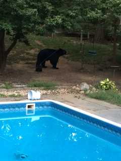 Bedford Corners Man Says Black Bear 'Destroyed' Bird Feeders In Yard