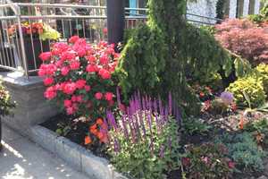 Larchmont's Nautilus Diner To Be Honored For 'Exceptional Landscaping'
