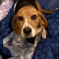 <p>A driver pushed this older Beagle dog out of a vehicle and fled.</p>