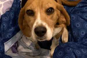 Know Her? Abandoned Beagle Seen Being Pushed Out Of Jeep In Area