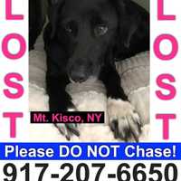 Dog Goes Missing Near Bedford Village