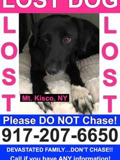 Seen Her? Annabelle The Dog Missing In Mount Kisco/Bedford