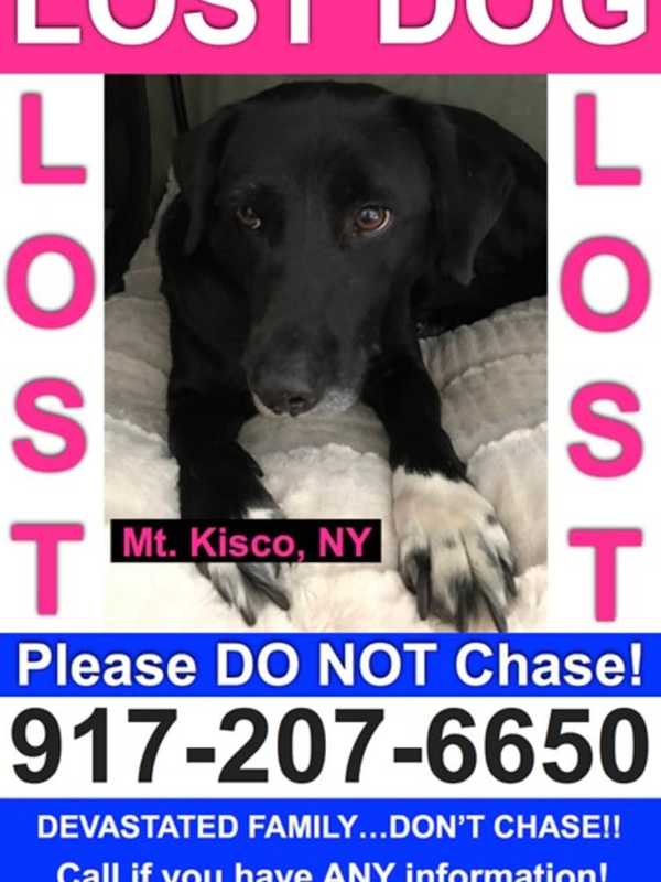 Seen Her? Annabelle The Dog Missing In Mount Kisco/Bedford