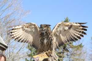 Wolf Conservation Center Presents 'Wings And Wolves'