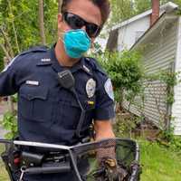 <p>The baby ducks all rescued.</p>