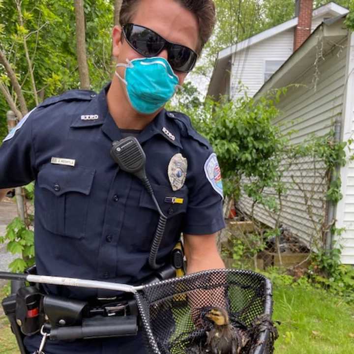 The baby ducks all rescued.