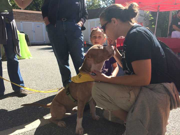 Becky Leeming gives Pinky some treats at the Pit Bulls and Pumpkins event at the Ramapo Bergen Animal Refuge in Oakland on Oct. 11. 