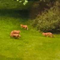 Family Of Foxes Makes Themselves At Home In North Salem