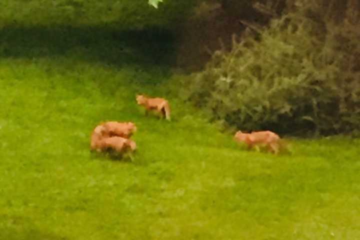 Family Of Foxes Makes Themselves At Home In North Salem