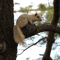 Rare White Squirrel Spotted In Vicinity Of Stratford's Longbrook Park