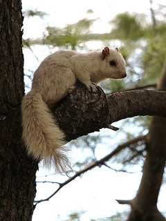 Rare White Squirrel Spotted In Vicinity Of Stratford's Longbrook Park