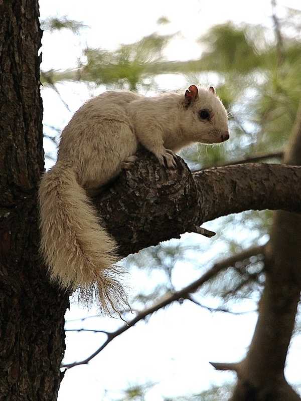 Rare White Squirrel Spotted In Vicinity Of Stratford's Longbrook Park