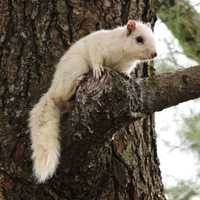Proposed School Cuts, Rare Squirrel Top Week's News In Bridgeport