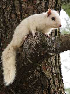 Proposed School Cuts, Rare Squirrel Top Week's News In Bridgeport