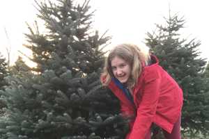 Cut Your Own Christmas Tree In Red Hook, Rhinebeck