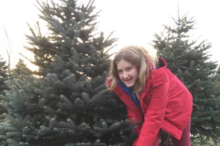 Cut Your Own Christmas Tree In Red Hook, Rhinebeck